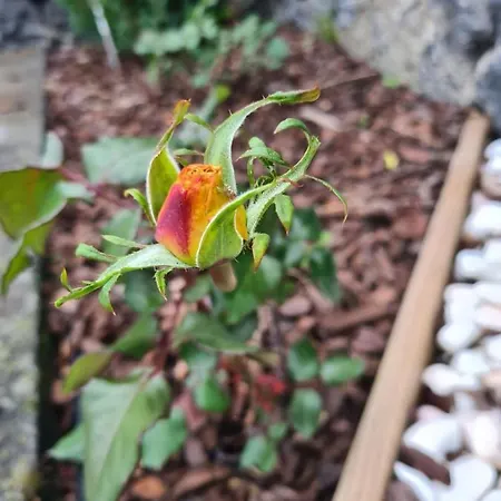Lucy'S Rosegarden Villa Urzelina Exterior photo