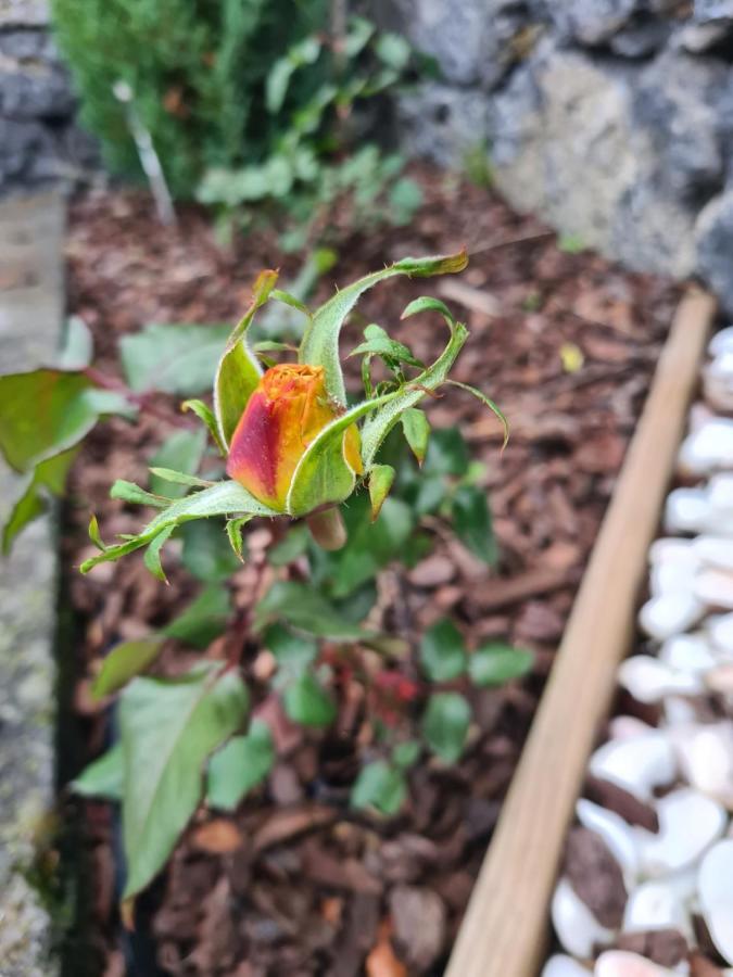 Lucy's Rosegarden